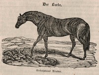 Třetí z nejslavnějších, mnohokrát zatracovaný až málem zatracený, ale nakonec tak výjimečný, hřebec Godolphin Barb. Vyobrazení z roku 1837. Zdroj: archiv autora